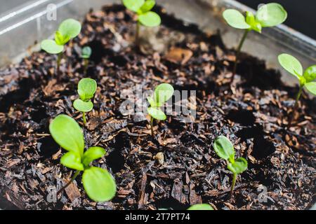 Piantare piantine di fiori di Zinnia in pentola di plastica riciclata. Primo piano. Messa a fuoco selettiva. Foto Stock