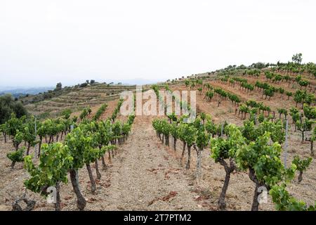 Paesaggi sulle colline di Tarragona con vigneti nella zona viticola della regione di denominazione di origine Priorat in Catalogna Spagna Foto Stock