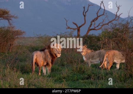 Lions (Panthera leo), Zimanga riserva privata di caccia, KwaZulu-Natal, Sudafrica Foto Stock