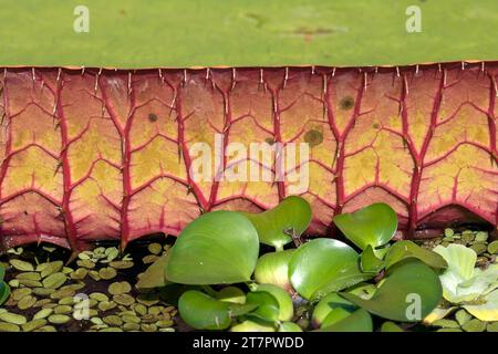 Vista dettagliata della foglia di una gigantesca ninfea (Victoria), giardino botanico di Erlangen, Franconia media, Baviera, Germania Foto Stock