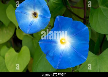 Gloria mattutina a tre colori (Ipomoea tricolor), Baviera, Germania Foto Stock
