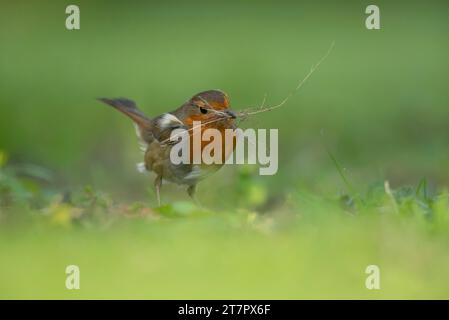 European robin (erithacus rubecula) uccello adulto che raccoglie materiale di nidificazione in un giardino, Suffolk, Inghilterra, Regno Unito Foto Stock