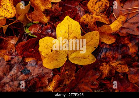 Acero giallo (Acer) tra molte altre foglie brune in autunno, Jena, Turingia, Germania Foto Stock