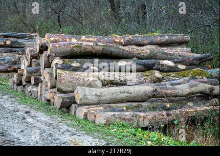Pila di acero di Sycamore (Acer pseudoplatanus). Carpazi, Polonia. Foto Stock