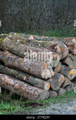 Pila di acero di Sycamore (Acer pseudoplatanus). Carpazi, Polonia. Foto Stock