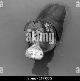 Un enorme ippopotamo nell'acqua apre la bocca con zanne segate. Animali selvatici nel loro habitat naturale. Fauna selvatica africana. Anfibio. Ippopotami - Th Foto Stock