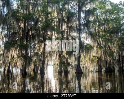 Cipressi calvi retroilluminati nel lago Martin, una palude di bayou, vicino a Breaux Bridge, Louisiana. Foto Stock