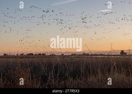 Stormi di oche nevose migranti (Anser caerulescens) passano sopra e abitano la palude del Sacramento Wildlife Refuge in California. Foto Stock