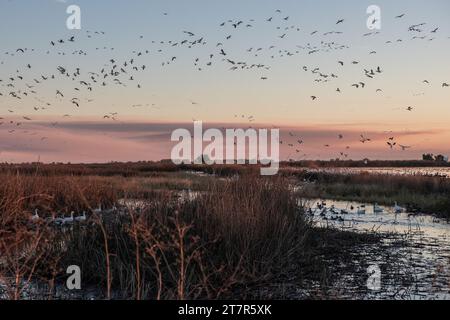 Stormi di oche nevose migranti (Anser caerulescens) passano sopra e abitano la palude del Sacramento Wildlife Refuge in California. Foto Stock