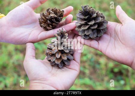 Mano che tiene un gigantesco cono di pino. Un primo piano di una mano che tiene un cono di pino. Coni multipli di pini in mano. Primo piano di pinecone in una mano nella foresta Foto Stock