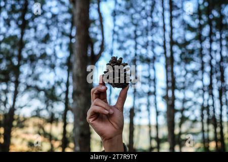 Mano che tiene un gigantesco cono di pino. Un primo piano di una mano che tiene un cono di pino. Primo piano di pinecone in una mano nella foresta con sfondo naturale verde. Foto Stock