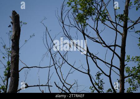 La superficie di una vecchia palude ricoperta di anatre e alghe, alberi morti e prati erbosi paludose, Foto Stock