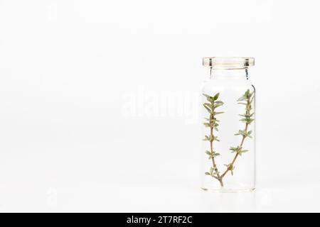 primo piano di un vaso di vetro con ciuffi di timo fresco isolati su uno sfondo bianco Foto Stock