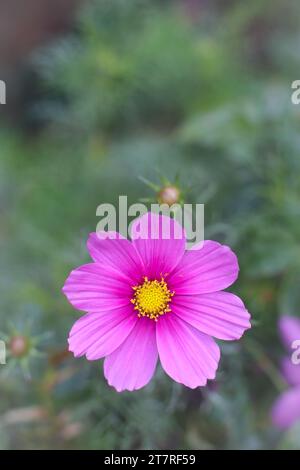 Fiore COSMOS fiorito in natura. Pink Cosmos Flower. Primo piano. Foto Stock