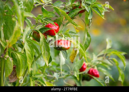 Peperoni rossi giapponesi in un giardino sull'isola di Sado, prefettura di Niigata, Giappone. Foto Stock