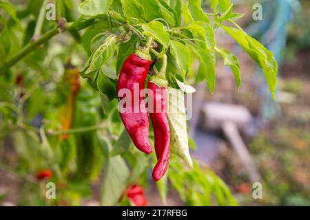 Peperoni rossi giapponesi in un giardino sull'isola di Sado, prefettura di Niigata, Giappone. Foto Stock