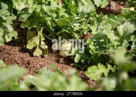 Rape giapponesi in un giardino sull'isola di Sado a Niigata, Giappone. Foto Stock