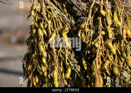 Edamame di fagioli giapponesi in un giardino sull'isola di Sado a Niigata, Giappone. Foto Stock