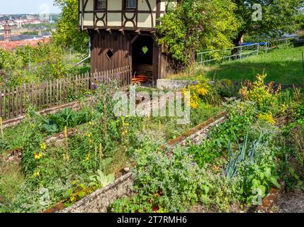 Impressioni con una piccola capanna e un giardino intorno a Wuerzburg, una città nella regione della Franconia, in Baviera, in Germania Foto Stock