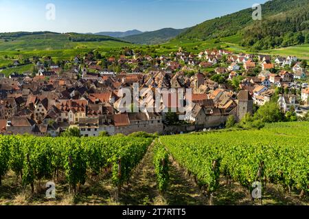 Blick über die Weinberge nach Riquewihr, Elsass, Frankreich | Vista sui vigneti di Riquewihr, Alsazia, Francia Foto Stock