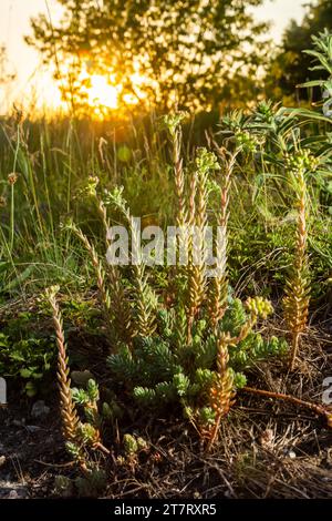 Sedum sedèforme, Crassulaceae. Pianta selvatica sparata in estate. Foto Stock