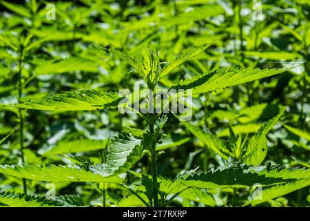 Urtica, ortiche o ortiche pungenti il nome tedesco è Brennesseln per medico e tè. Foto Stock