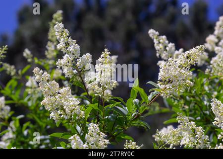 Ligustrum vulgare selvaggio europeo privato pianta da fiore bianca, gruppo di fiori profumati in fiore su rami arbusti, foglie verdi. Foto Stock