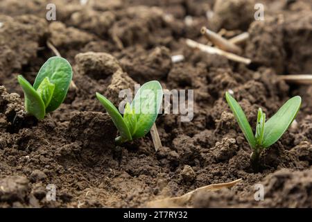 Piante di soia verdi fresche sul campo in primavera. File di piante di soia giovani. Foto Stock