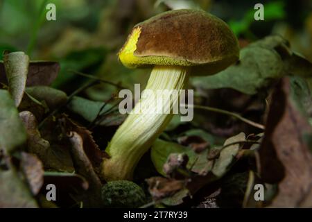 Fungo Xerocomus subdentosus, comunemente noto come suede bolete, marrone e giallo bolet, noioso marrone bolete o giallo-cracked bolete nella foresta in th Foto Stock