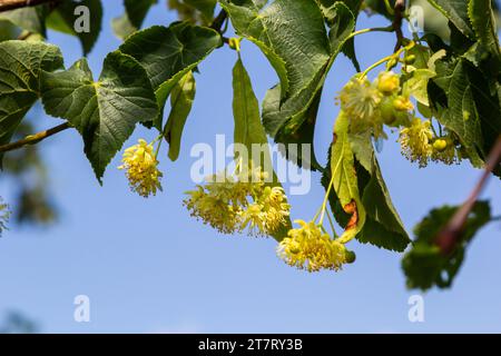 Linden fiori su un albero. Primo piano della fioritura del tiglio. Albero di tiglio in fiore nella foresta estiva. Foto Stock