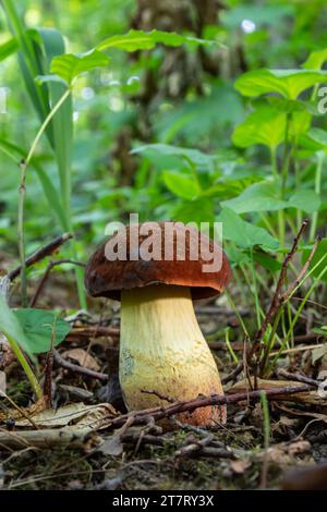 Esempio di baie bolete - Imleria badia, SYN.: Boletus badius, Xerocomus badius. Foto Stock