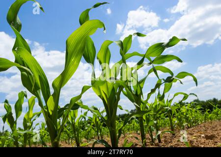 Primo piano di germogli di mais verde piantati in file ordinate contro un cielo blu. Spazio di copia, spazio per il testo. Agricoltura. Foto Stock