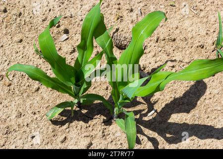 Primo piano di germogli di mais verde piantati in file ordinate contro un cielo blu. Spazio di copia, spazio per il testo. Agricoltura. Foto Stock