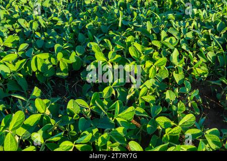 Piante di soia verdi fresche sul campo in primavera. File di piante di soia giovani. Foto Stock