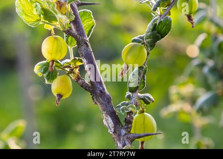 Fresco verde uva spina. Frutti di bosco verde close-up su un ramo di uva spina. Giovani uva spina nel frutteto su un arbusto. Uva spina nel frutteto. Foto Stock