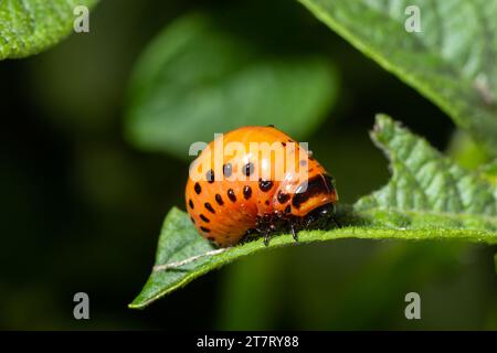 Coltivazione di patate distrutta da larve e coleotteri del Colorado coleottero di patate, Leptinotarsa decemlineata, noto anche come coleottero del Colorado, il TEN-st Foto Stock