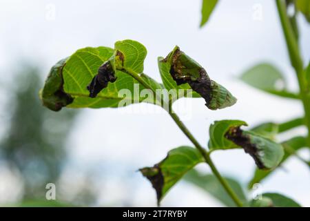 Noce antracnosio o noce nero macchia - Gnomonia, Ophiognomonia leptostyla, fungal pianta pathogen. Foto Stock