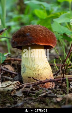 Esempio di baie bolete - Imleria badia, SYN.: Boletus badius, Xerocomus badius. Foto Stock