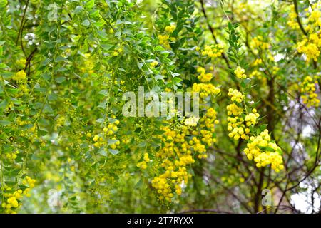 L'acqua di foglie di coltello (Acacia cultriformis) è un albero sempreverde originario dell'Australia orientale. Fiori e foglie dettaglio. Foto Stock
