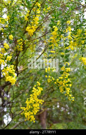 L'acqua di foglie di coltello (Acacia cultriformis) è un albero sempreverde originario dell'Australia orientale. Fiori e foglie dettaglio. Foto Stock