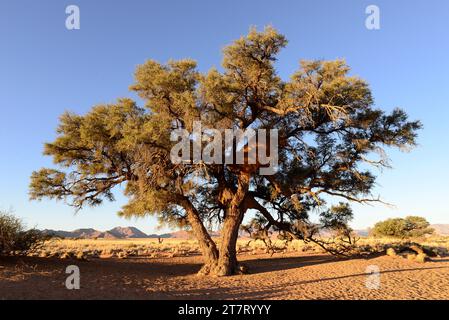 La spina di cammello o spina di giraffa (Acacia erioloba o Vachellia erioloba) è un albero sempreverde originario dell'Africa meridionale. Questa foto è stata scattata ina Namib-Na Foto Stock