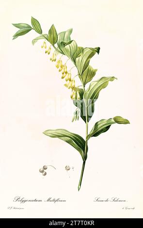 Vecchia illustrazione del sigillo di Salomone (Polygonatum multiflorum). Les Liliacées, di P. J. Redouté. Imp. Didot Jeune, Parigi, 1805 - 1816 Foto Stock