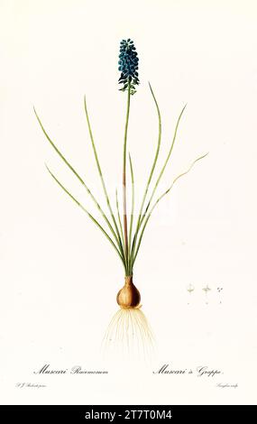 Vecchia illustrazione di Giacinto d'uva (Muscari racemosum). Les Liliacées, di P. J. Redouté. Imp. Didot Jeune, Parigi, 1805 - 1816 Foto Stock