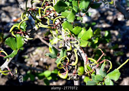 La carruba (Ceratonia silea) è un albero sempreverde originario del bacino mediterraneo. I suoi frutti sono commestibili. Frutta giovane dettaglio. Foto Stock