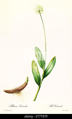 Vecchia illustrazione della Cipolla della Vittoria (Allium victorialis). Les Liliacées, di P. J. Redouté. Imp. Didot Jeune, Parigi, 1805 - 1816 Foto Stock