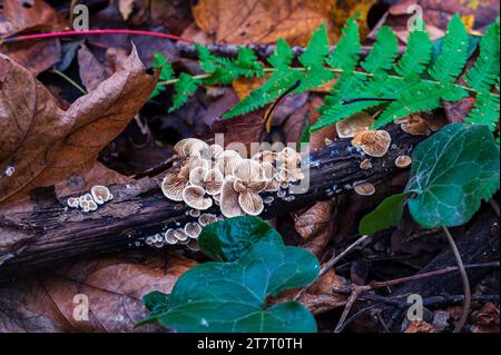 Cremosa colonia di funghi sul vecchio tronco di legno da vicino. Gruppo di funghi che crescono nella foresta autunnale Foto Stock