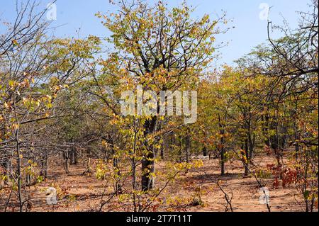 Il mopano o mopani (Colophosphermum mopane) è un albero deciduo originario dell'Africa australe. Questa foto è stata scattata in Namibia. Foto Stock