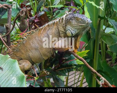 Iguana nella giungla di Tortuguero in Costa Rica Foto Stock