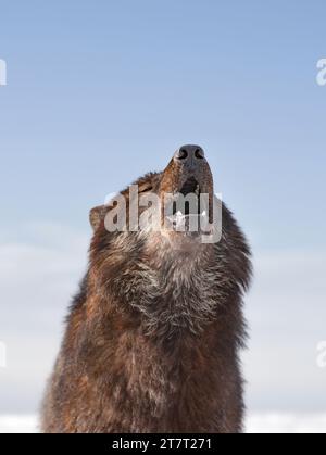 Il lupo canadese urla contro il cielo blu Foto Stock
