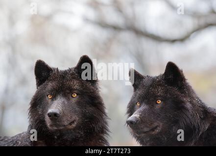 Ritratto di lupi canadesi sullo sfondo di una foresta Foto Stock